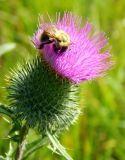 Cirsium vulgare. Соцветие с фуражирующим шмелём. Подмосковье, окр. г. Одинцово, разнотравный луг. Август 2019 г.