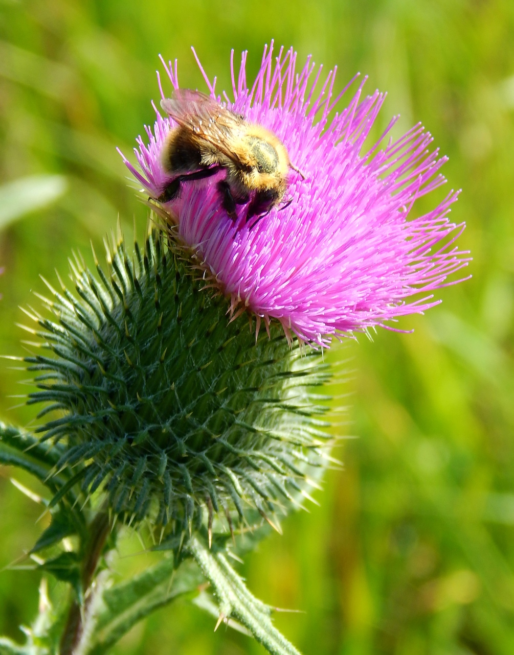 Изображение особи Cirsium vulgare.