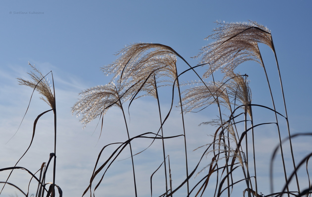 Изображение особи Miscanthus sacchariflorus.