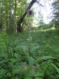 Cirsium heterophyllum. Цветущее растение. Московская обл., Дмитровский р-н, берег канала им. Москвы, опушка леса. 24.06.2019.