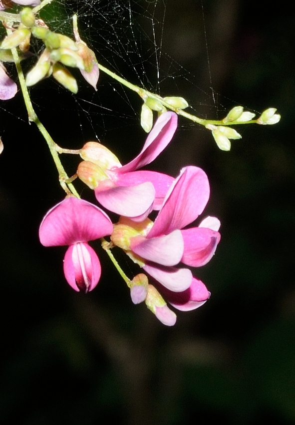 Изображение особи Lespedeza bicolor.