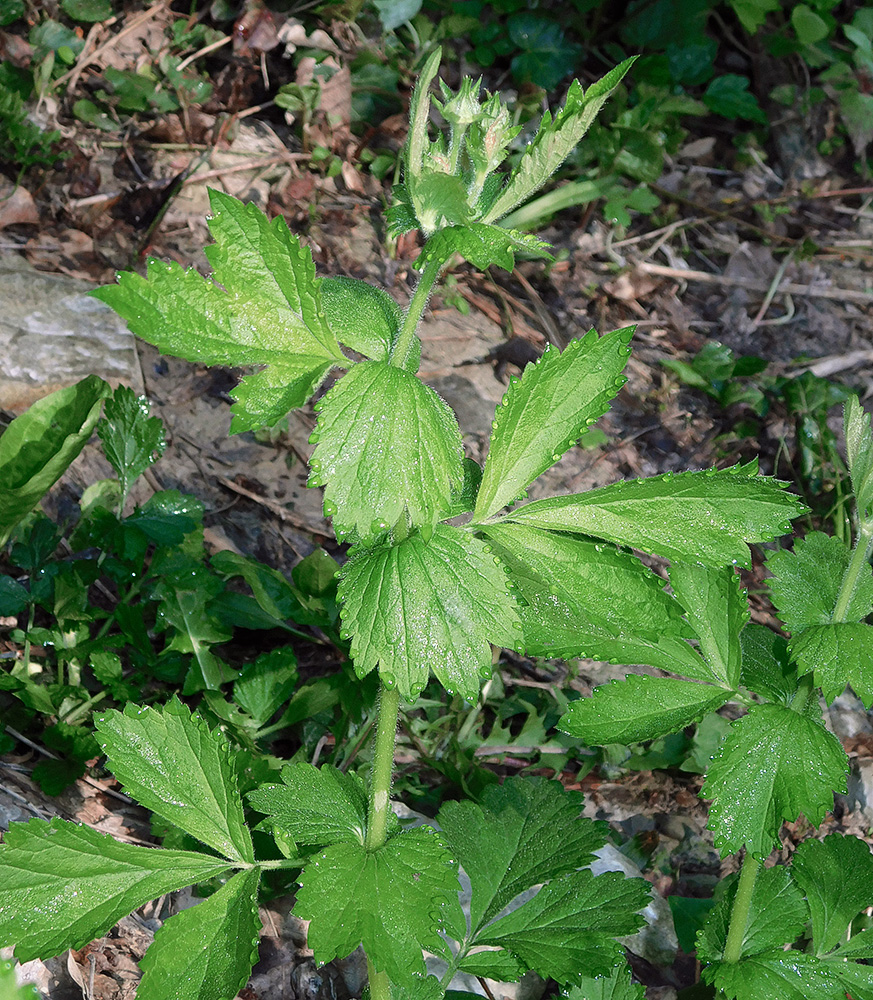 Image of Geum urbanum specimen.