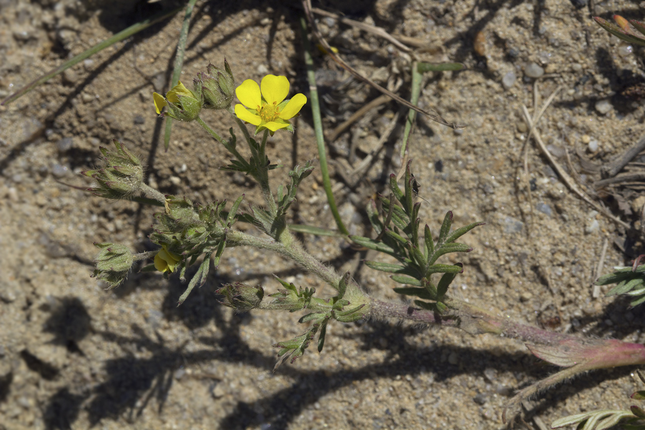 Image of genus Potentilla specimen.