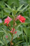 Impatiens balsamina