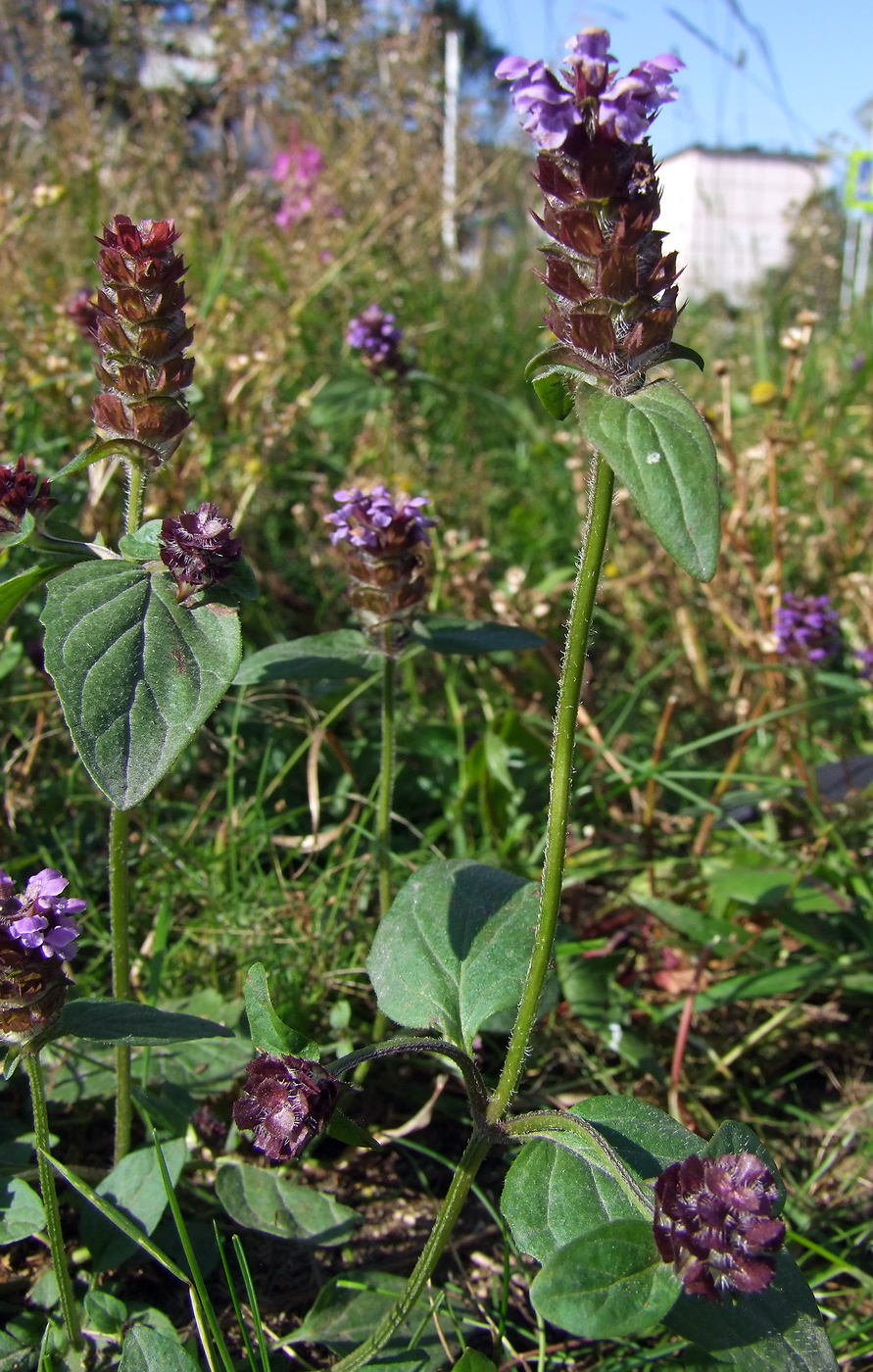 Изображение особи Prunella vulgaris.