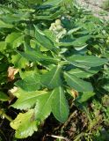 Senecio pseudoarnica. Зацветающее растение. Сахалинская обл., Невельский р-н, песчано-галечниковый пляж. 14.08.2019.