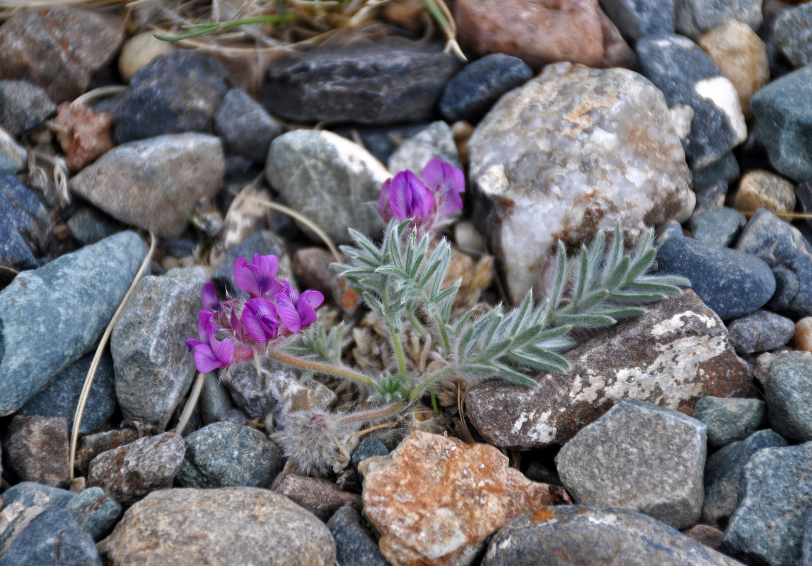 Изображение особи Oxytropis pumila.