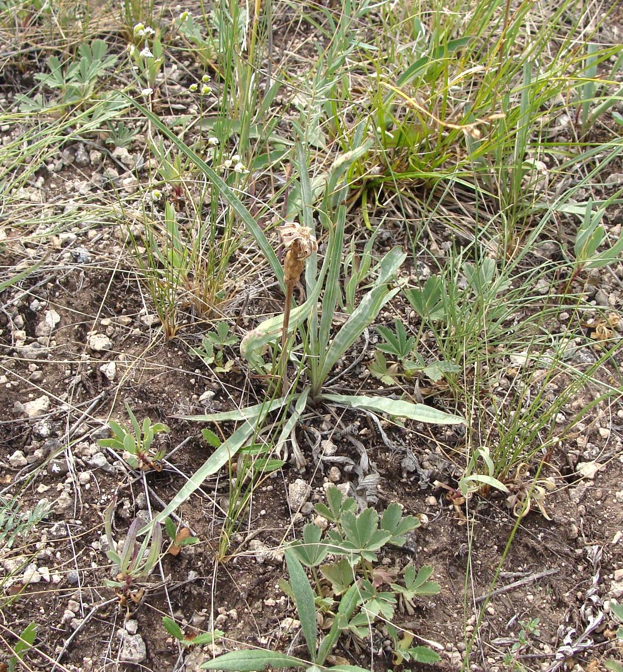 Image of Scorzonera austriaca specimen.