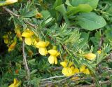 Caragana aurantiaca. Верхушка ветки с цветками. Кыргызстан, Иссык-Кульский р-н, Семеновское ущелье, кустарник на берегу ручья. 01.06.2019.