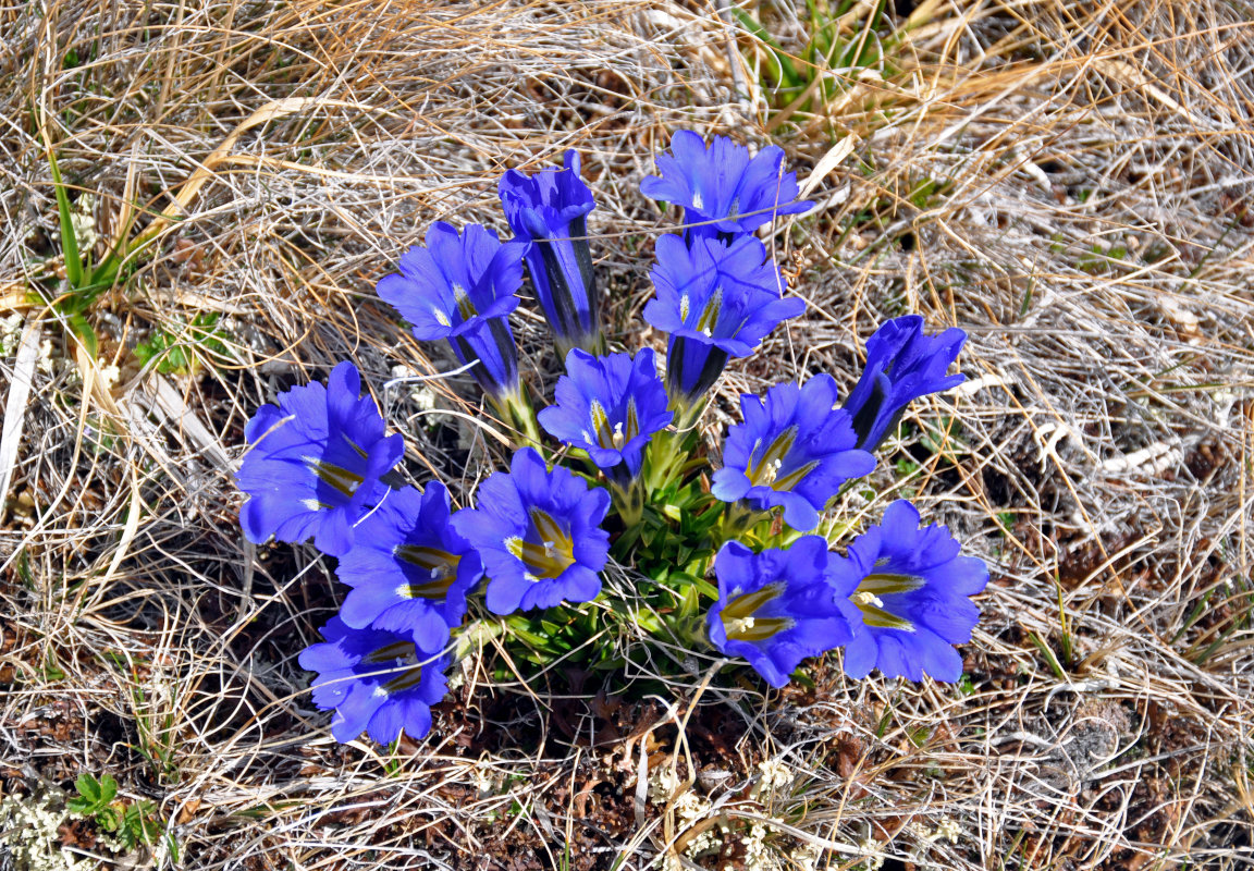 Изображение особи Gentiana grandiflora.