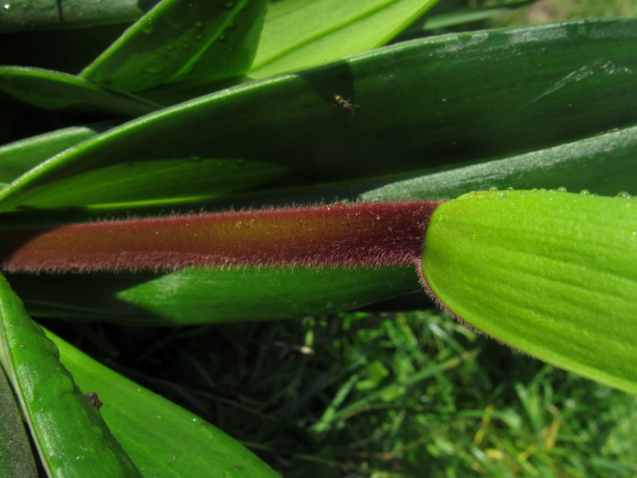 Image of Phragmipedium kovachii specimen.