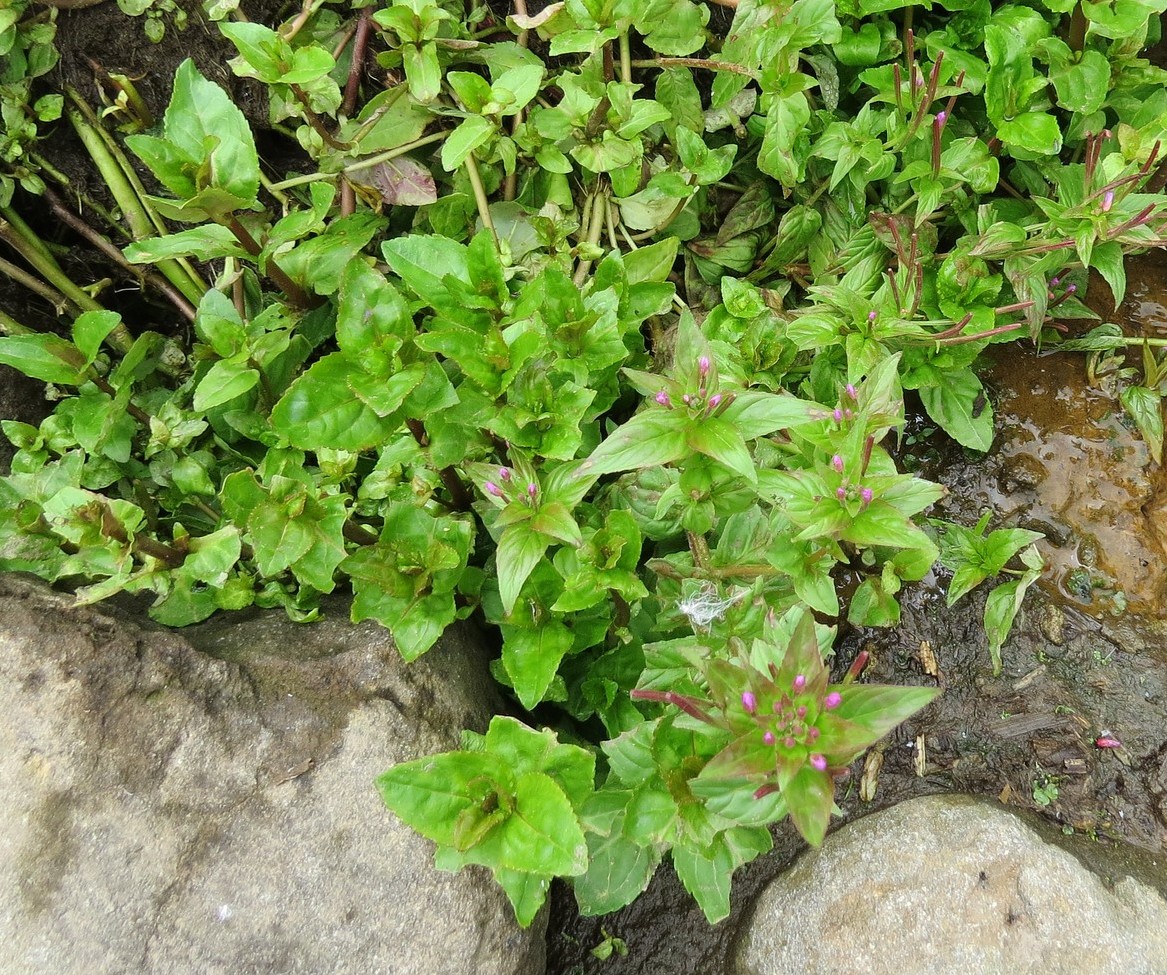 Изображение особи род Epilobium.