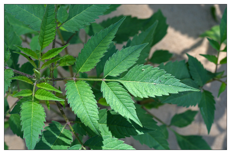 Image of Bidens frondosa specimen.