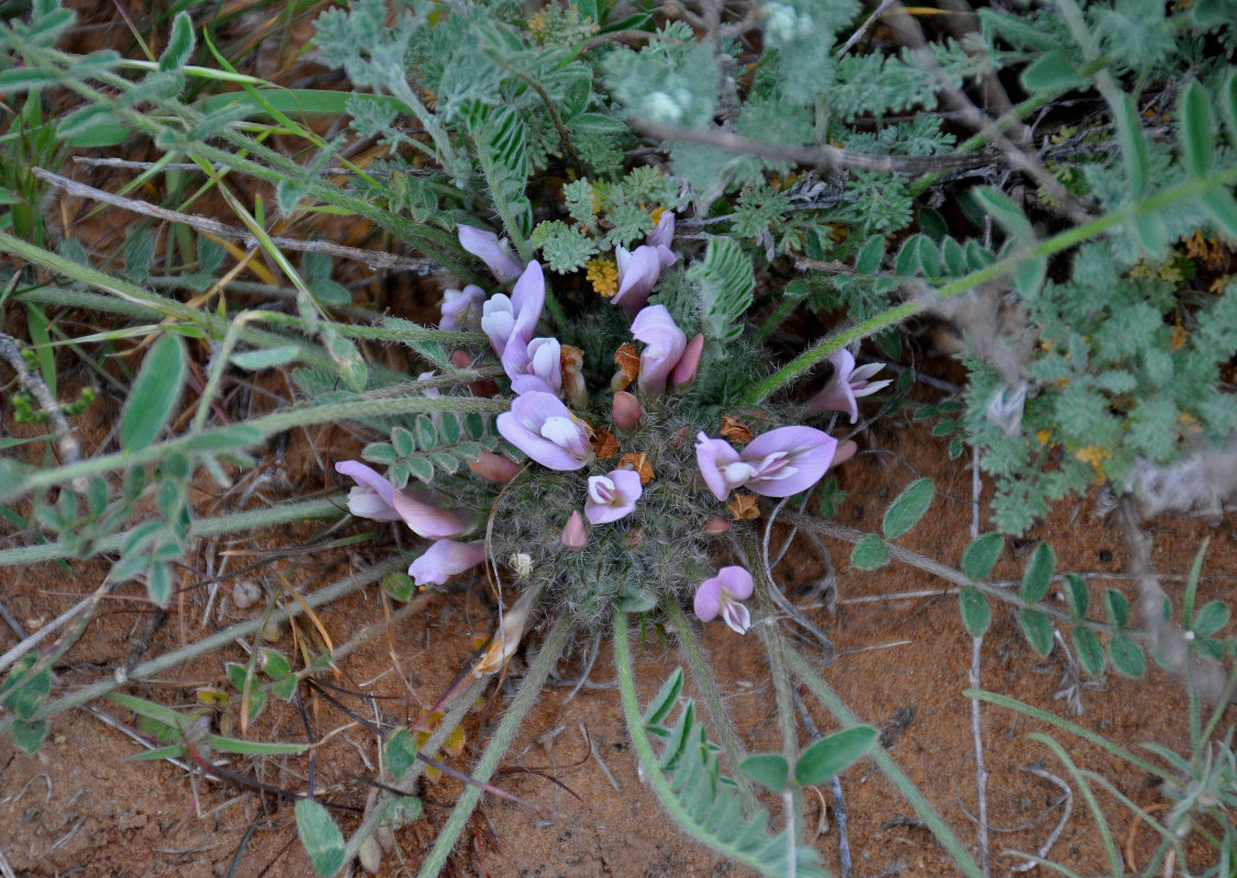 Image of Astragalus dolichophyllus specimen.