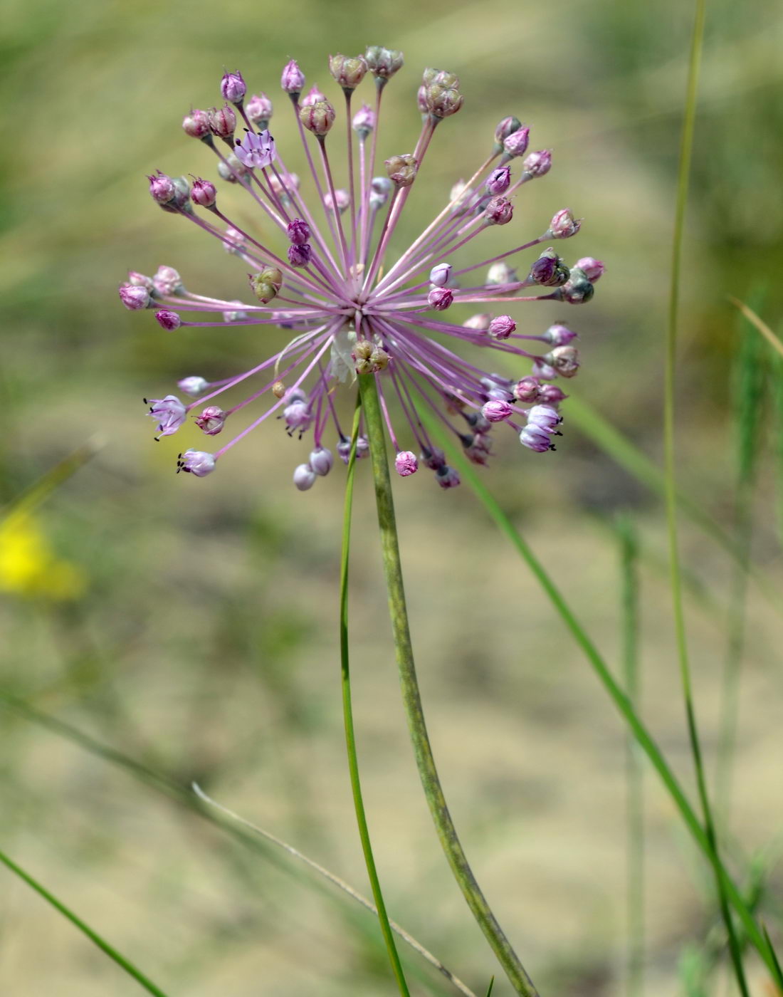 Изображение особи Allium pallasii.