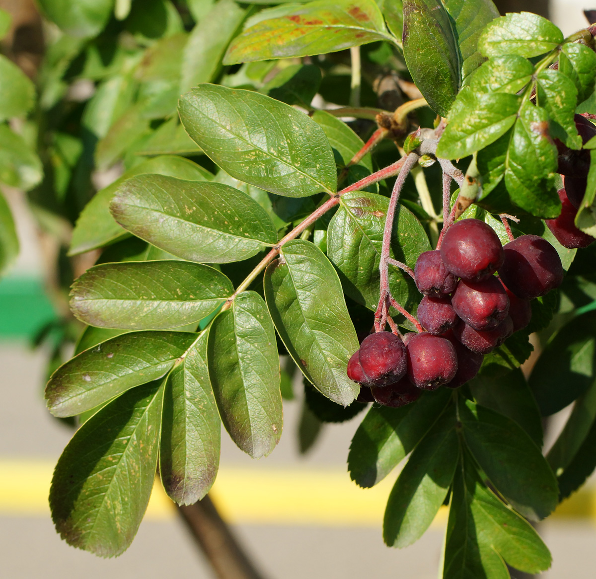 Image of × Crataegosorbus miczurinii specimen.