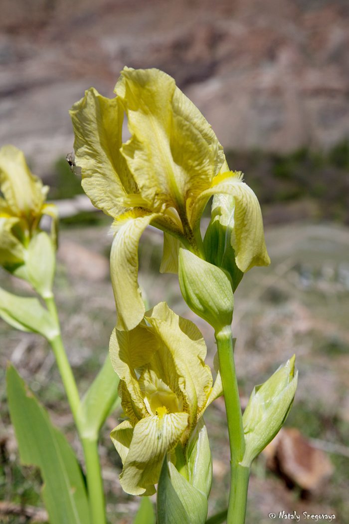 Изображение особи Iris imbricata.