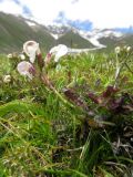 Pedicularis rhinanthoides. Цветущее растение на сырой лужайке. Таджикистан, Гиссарский хребет, верх. р. Зидды, ≈ 3000 м н.у.м. 13.06.2018.