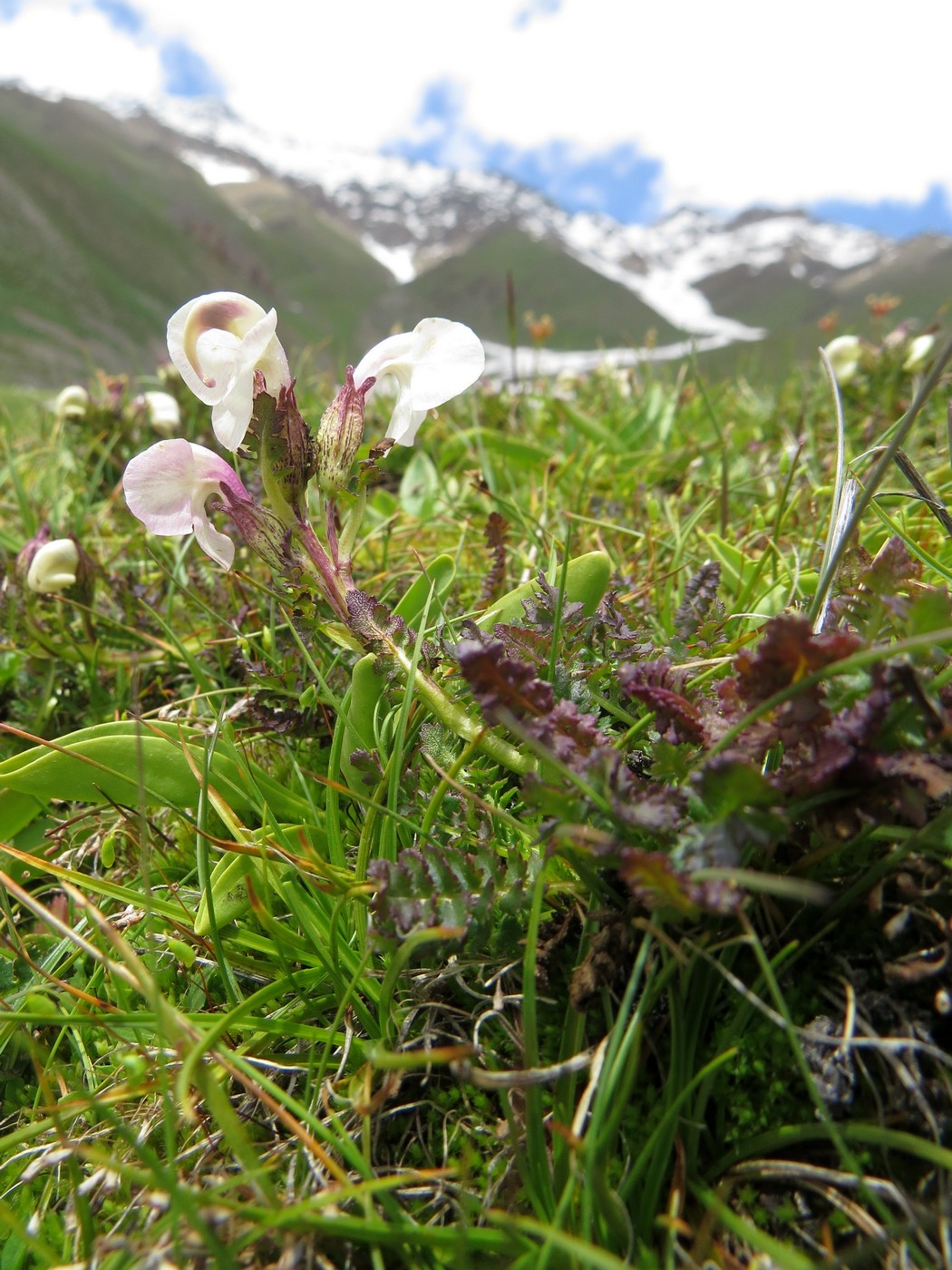 Image of Pedicularis rhinanthoides specimen.