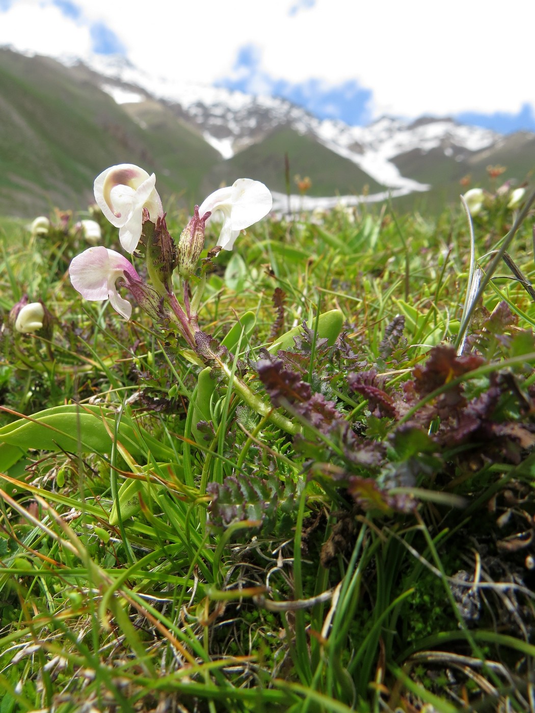 Изображение особи Pedicularis rhinanthoides.