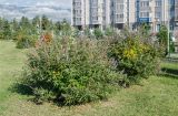 Vitex agnus-castus. Доцветающие и плодоносящие растения. Краснодарский край, МО город-курорт Сочи, Адлерский р-н, м-н Адлер, междуречье р. Мзымта и р. Псоу, Имеретинская низменность, Орнитологический парк. 9 октября 2019 г.