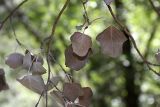 Populus berkarensis