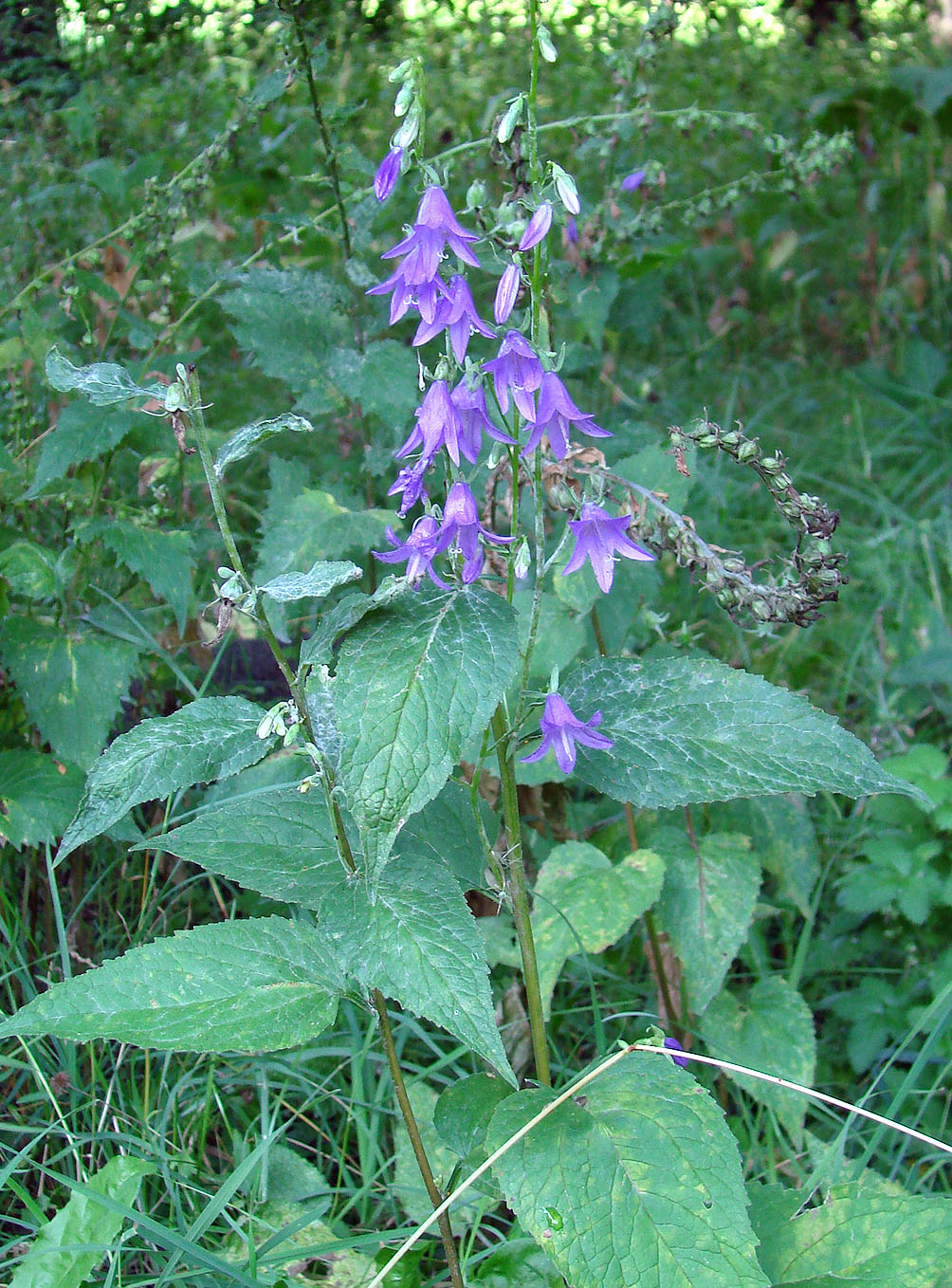 Image of Campanula rapunculoides specimen.