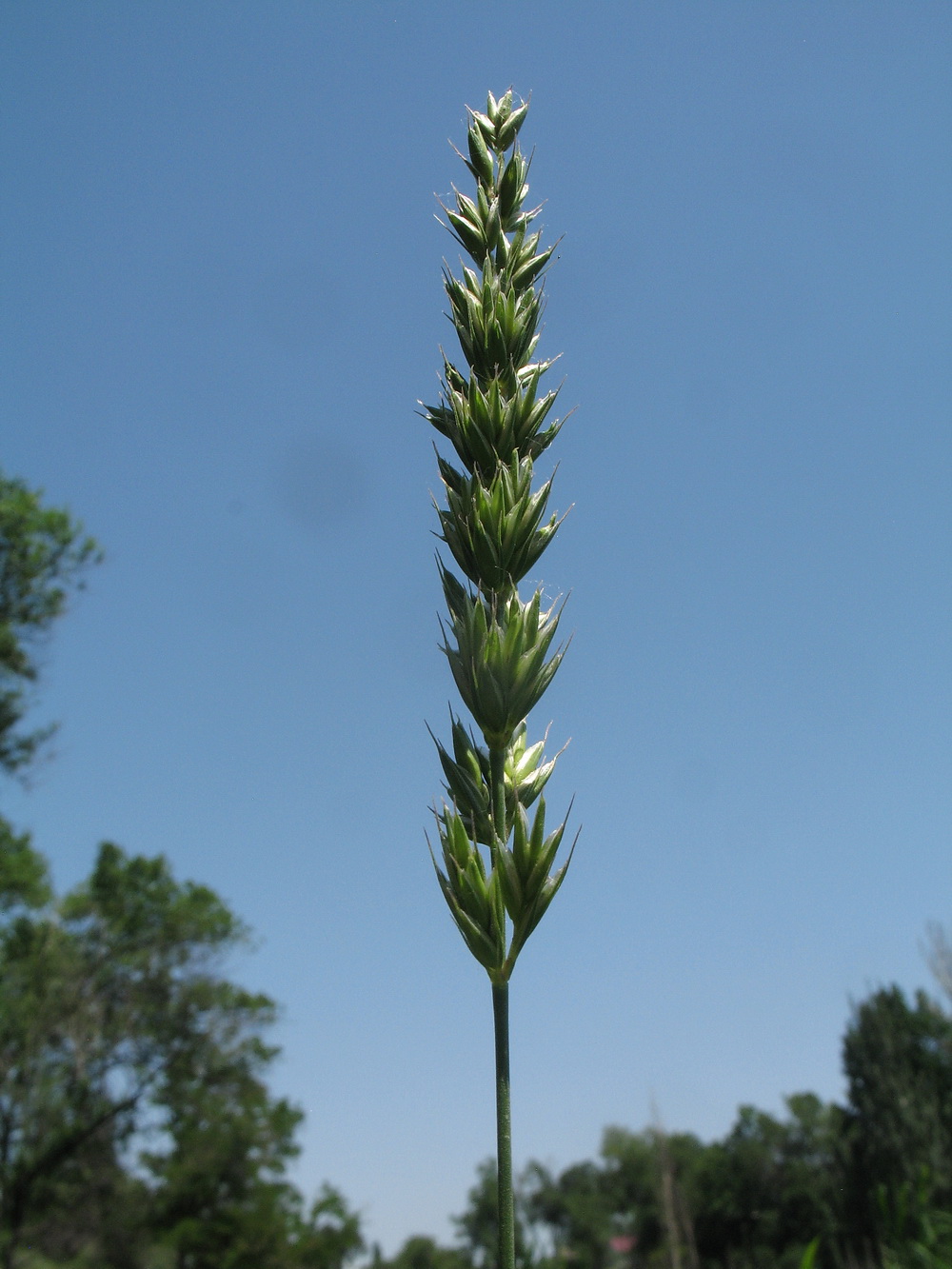 Изображение особи семейство Poaceae.