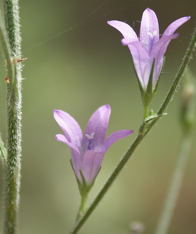 Image of Campanula rapunculus specimen.