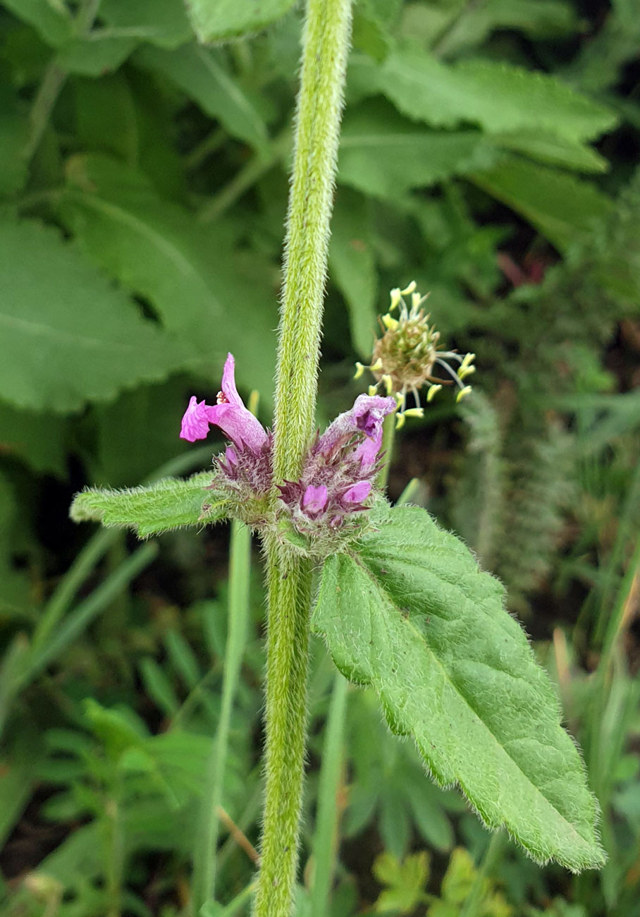 Изображение особи Betonica officinalis.