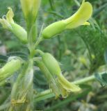 Astragalus polyphyllus