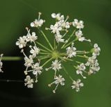Image of taxon representative. Author is Вера Волкотруб