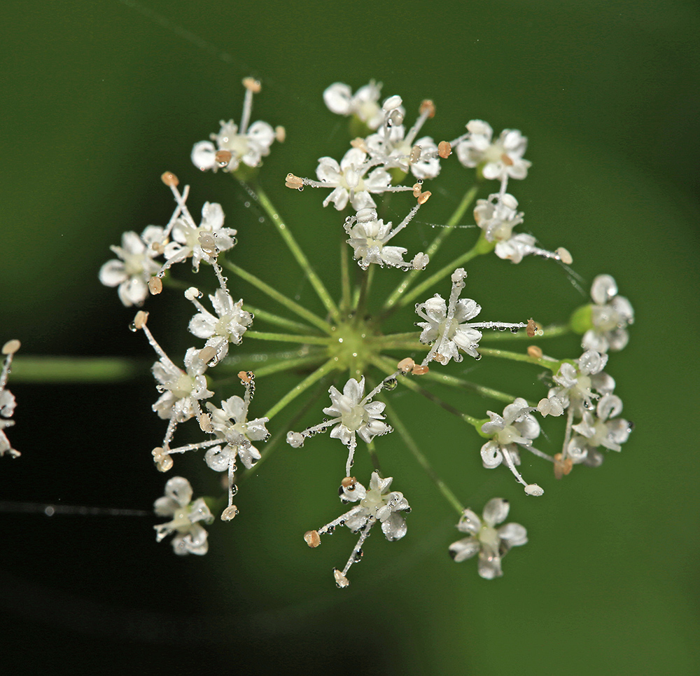 Image of Spuriopimpinella calycina specimen.