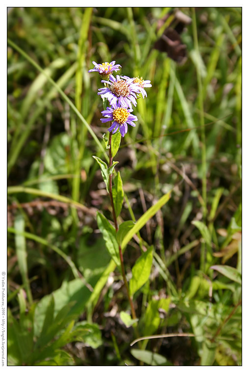 Image of Aster amellus specimen.