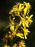 Ligularia jaluensis. Верхушка сложного соцветия. Приморский край, Ольгинский р-н, окр. с. Милоградово. 11.08.2009.