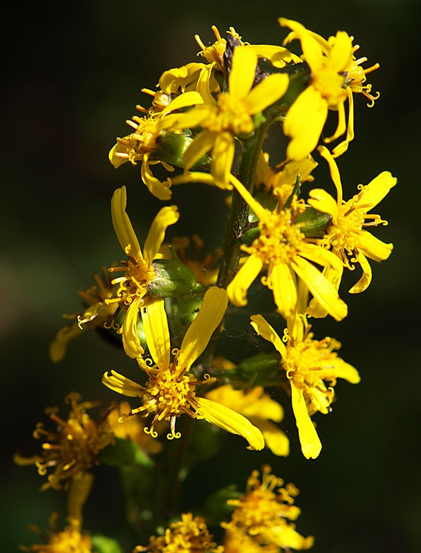 Изображение особи Ligularia jaluensis.