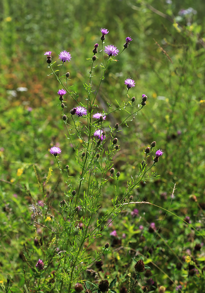 Изображение особи Centaurea stoebe.