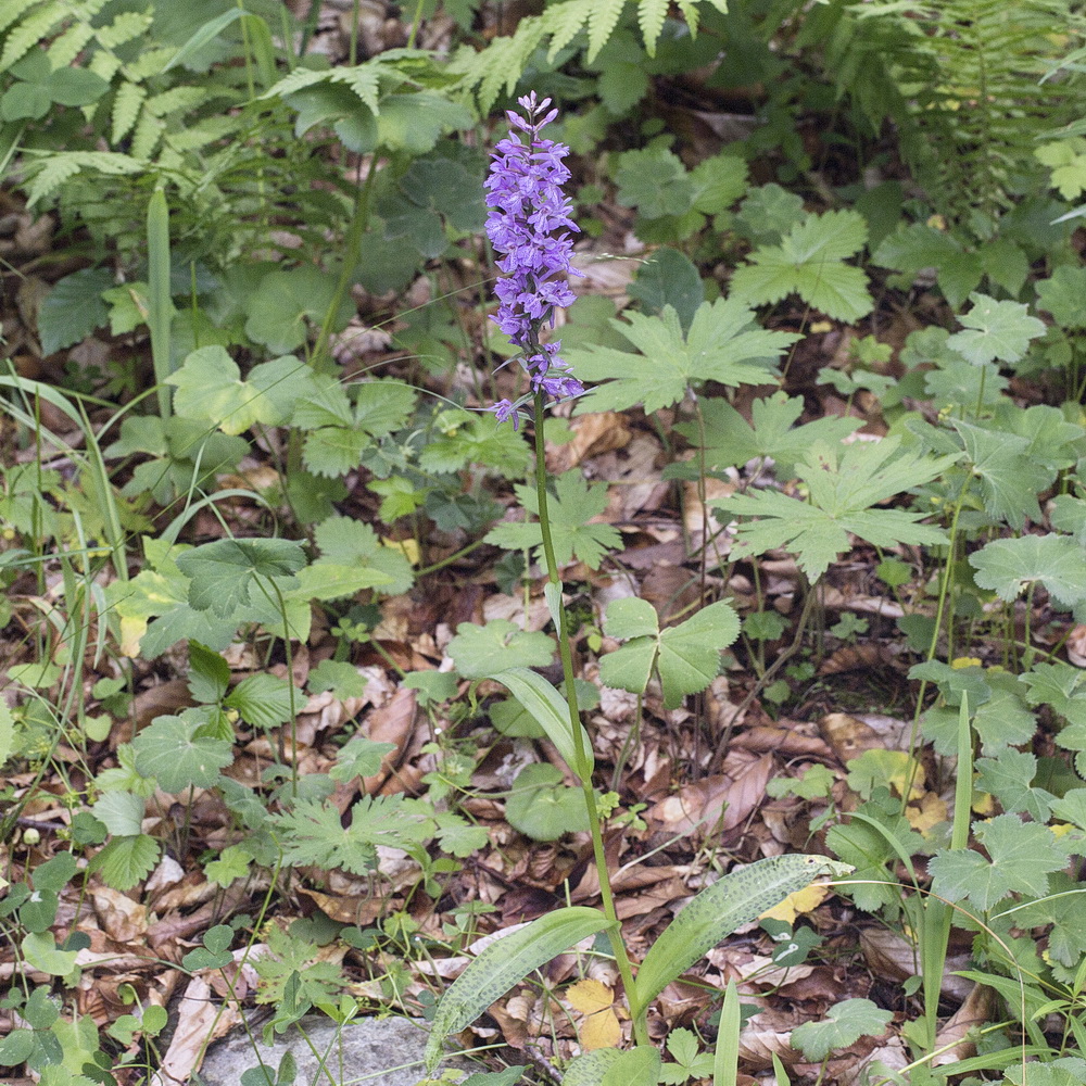 Изображение особи Dactylorhiza saccifera.