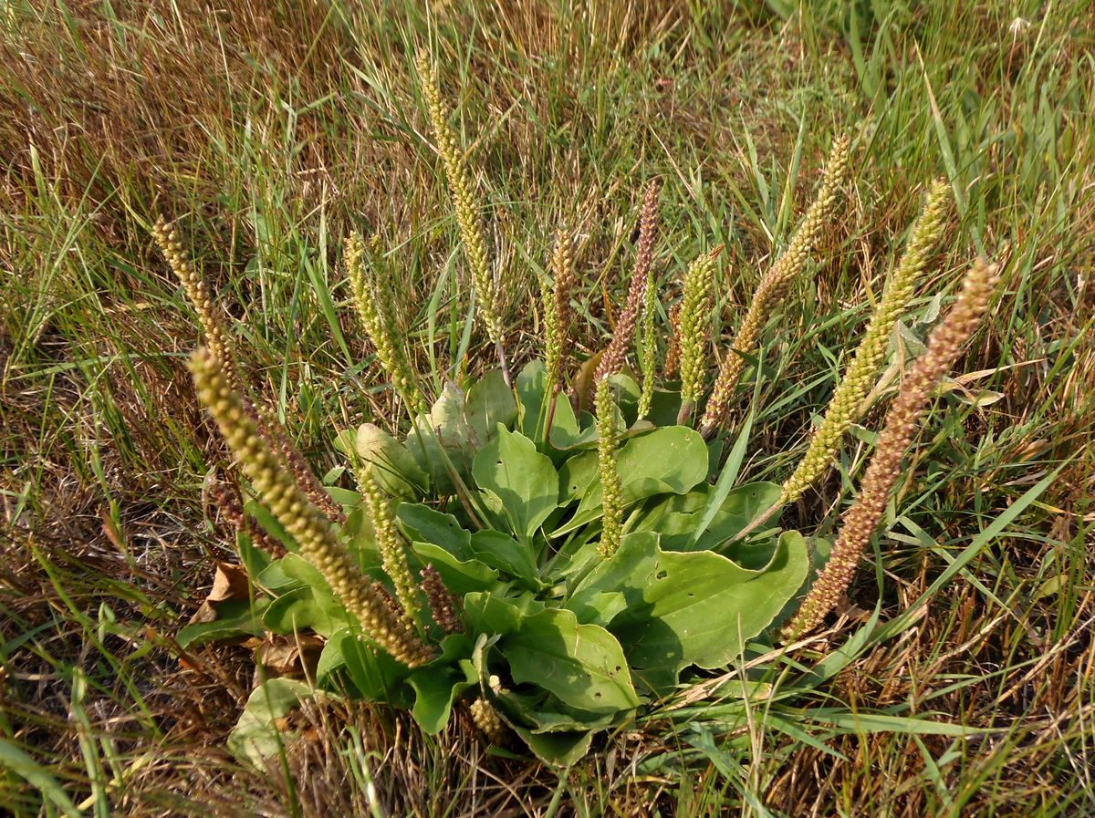 Изображение особи Plantago major.