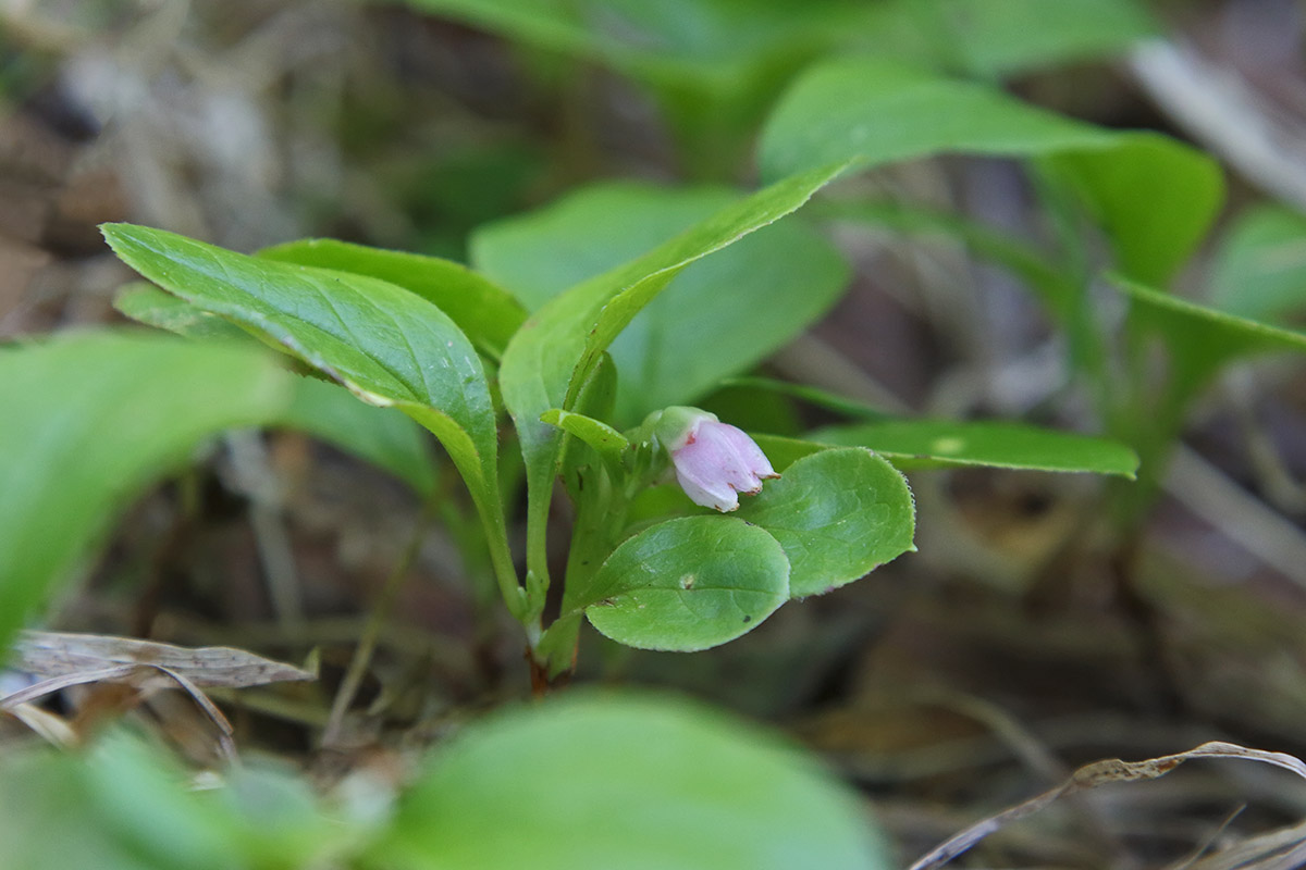 Изображение особи Vaccinium praestans.