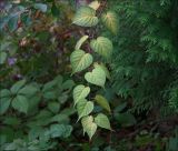 Actinidia kolomikta. Побег. Московская обл., Раменский р-н, окр. дер. Хрипань, садовый участок. 29.09.2020.