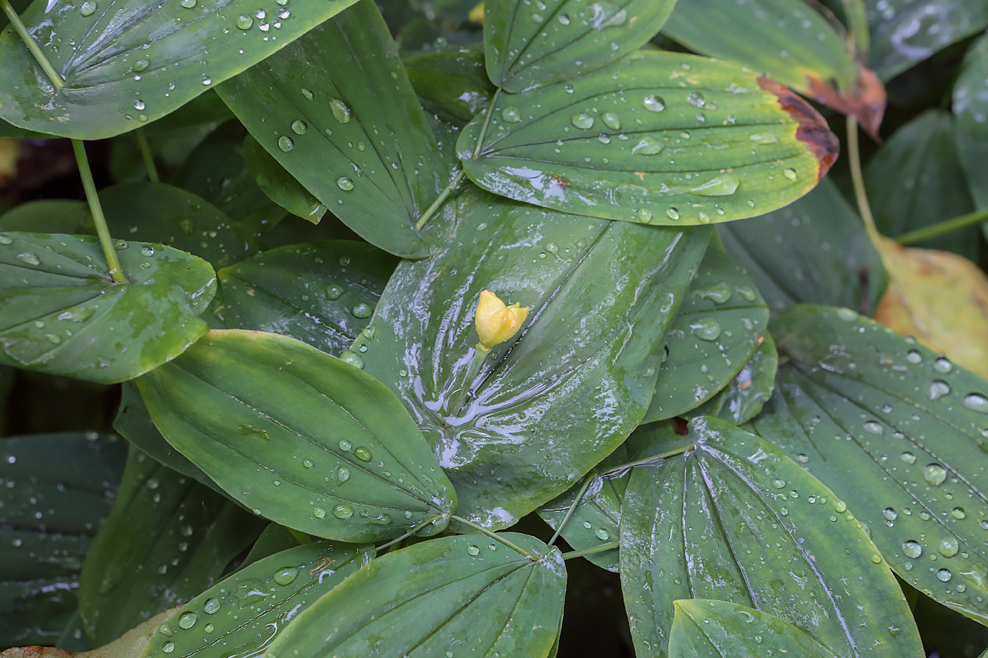 Изображение особи Uvularia grandiflora.