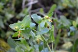 Cerinthe glabra ssp. caucasica