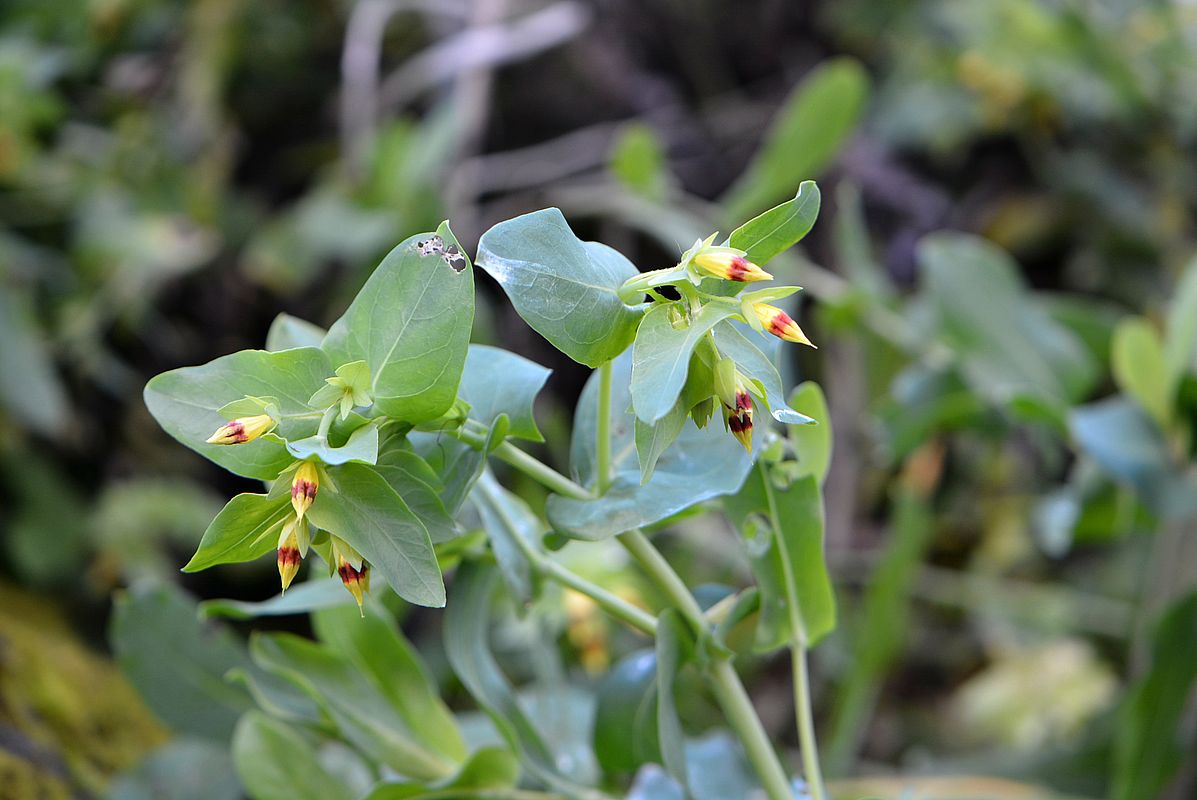 Image of Cerinthe glabra ssp. caucasica specimen.