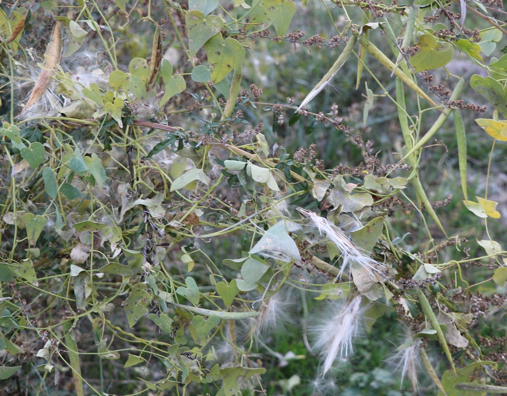 Image of Cynanchum acutum specimen.