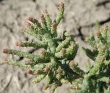 Salicornia perennans. Цветущий побег. Север Краснодарского края, дно высохшей лужи в пойме р. Ея у хут. Гудко-Лиманский. 14.09.2010.