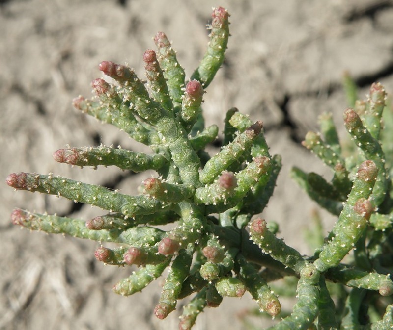 Изображение особи Salicornia perennans.