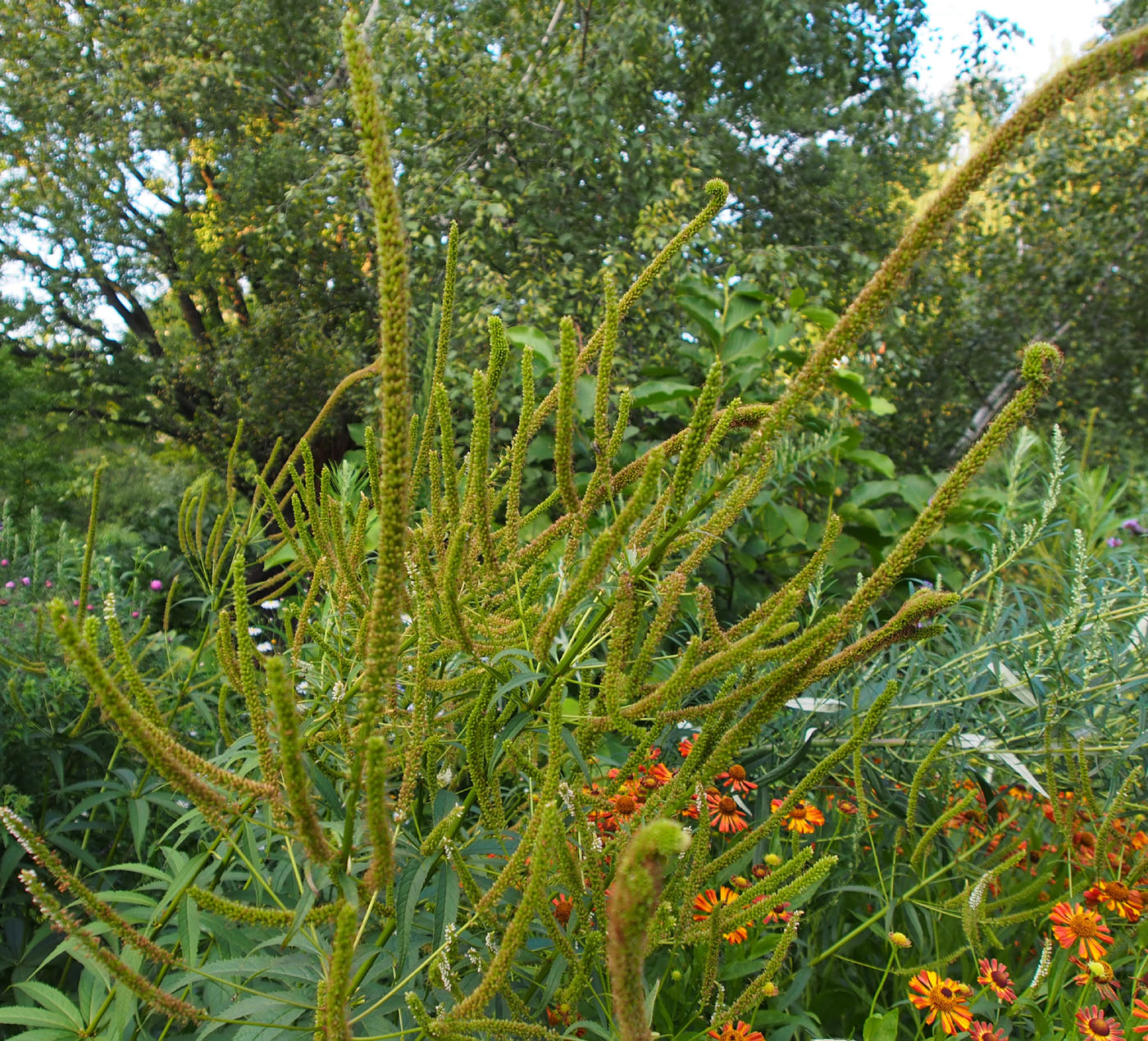 Изображение особи род Veronicastrum.