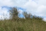 Carduus acanthoides. Цветущие и плодоносящие растения на сухом разнотравно-злаковом забурьяненом лугу. Псковская обл., Палкинский р-н, окр. дер. Шабаны, склон дол. р. Великая, луг на известняке. 12.08.2020.