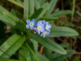 Myosotis palustris